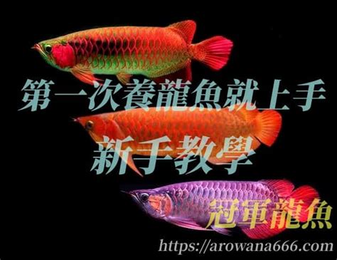 龍魚換水|2024養龍魚新手指南，飼養龍魚不困難，開缸教學準備全攻略